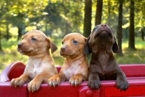 cachorros-en-un-carrito.jpg