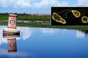 ameba come cerebros.jpeg