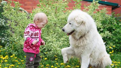 Crecer con una mascota potencia la salud de los bebés, expertos explican  por qué | Estilo de Vida Madres | Univision
