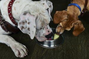 perros comiendo