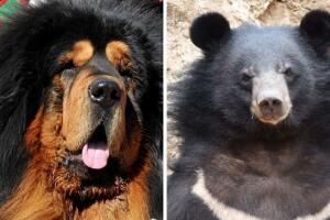 mastin_tibetano_oso_historia
