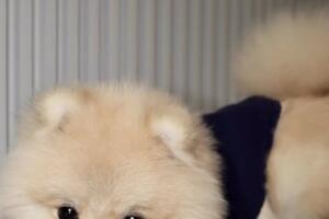 Yailin presenta a su mascota Milo