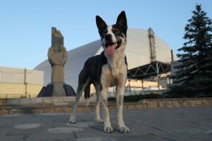 Perro