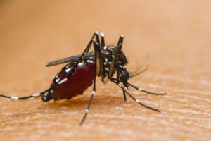 microcefalia-em-bebes-2.jpg