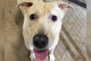 MASCOTAS-DALLAS/BIG-MOMMA-PERRO.jpg