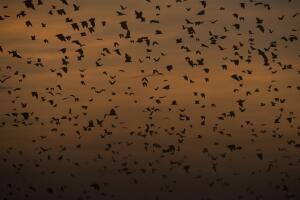 Annual Bat Migration
