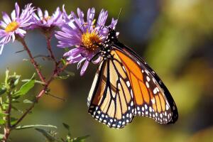 garden-17057_1920.jpg