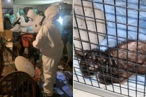 Gatos rescatados.jpg