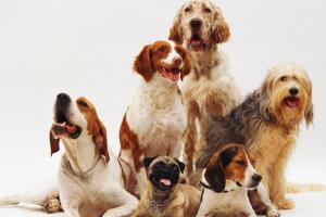 ¿Sabías que los perros antiguos eran aún más diversos?