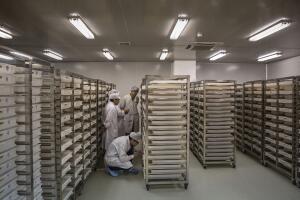 salud virus zika factoria china