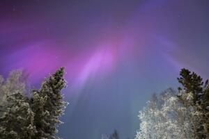 Auroras
