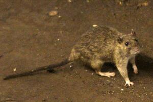 Reportan tres muertes por hantavirus al norte de California: alertan a residentes 