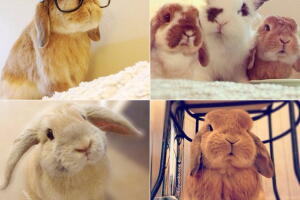 instagram-perfil-pets-fofos-bunnymama.jpg