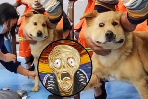 Perrito se hace viral por la expresión de su rostro durante un examen médico.