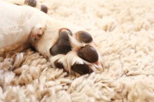 patas-de-perro-2.jpg