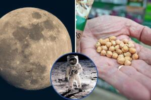 Cientificos logran cultivar garbanzo en el suelo lunar: de esta manera lo consiguieron