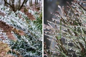 lluvia helada nc 2.jpg