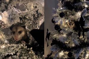Zarigüeya se esconde en árbol de Navidad y su historia se hace viral