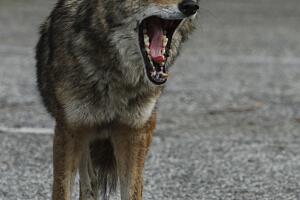 A coyote in a parking area in Griffith Park on Jan. 6, 2011. Hikers and mountain bikers on two city