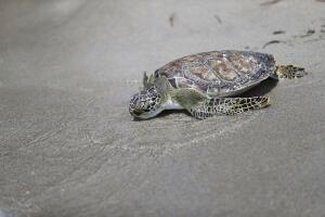 Regresan a su hábitat cinco tortugas de mar rescatadas en playas del sur de Florida