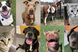 MASCOTAS-DALLAS/MASCOTAS-DALLAS.jpg