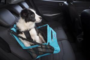 mascotas en el carro