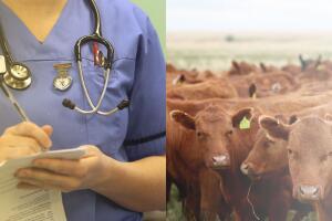 Influenza aviar Texas