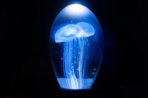 La medusa Turritopsis rejuvenece una y otra vez