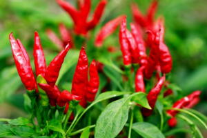 como-comer-pimenta-para-emagrecer-2.jpg