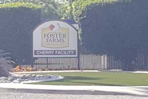 fosterfarms-3.jpeg