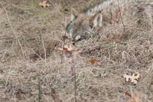 Timber Wolf (Canis lupus) Hidden in the Grass
