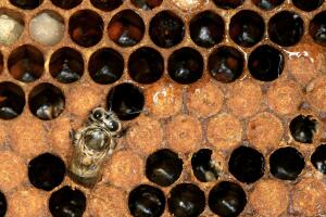 abeja_nacimiento_panal.jpg