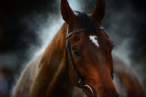 Caballo