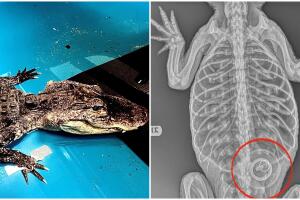 'Godzilla' se había tragado un tapón de una bañera de 4 pulgadas.