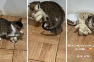 gatito_da_de_comer_a_peluche.jpg