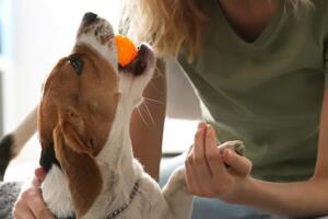 Nombres de perros más populares del 2022