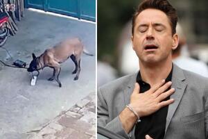 Perrito previene un incendio y se hace viral en TikTok.