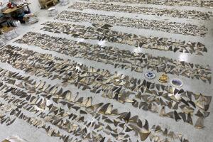 Aletas/Shark Fins_01.JPG