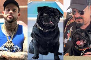 Perro de Pepe Aguilar 'ofrece' disculpa tras 'burla' y polémica con hijo mayor del cantante 