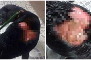 Insólito caso de crueldad animal