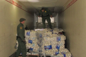 Inmigrantes indocumentados entre cebollas