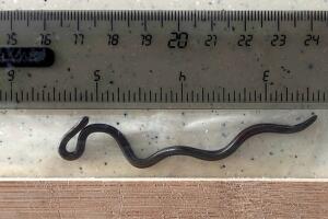 La serpiente hilo de Barbados es ciega, subterránea y tan pequeña que puede pasar desapercibida fácilmente.