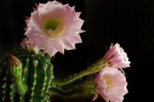 cactus-y-suculentas-2.jpg