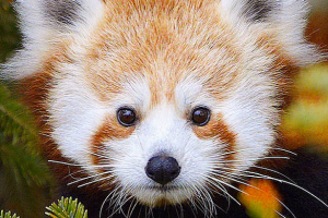 pandavermelho9-reprod.png