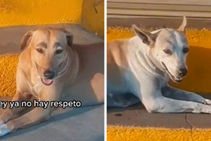 perritos_tiktok_cejas