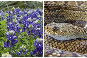 primavera serpientes venenosas Texas 