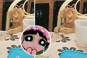 Gatito limpiando frijoles se hace viral