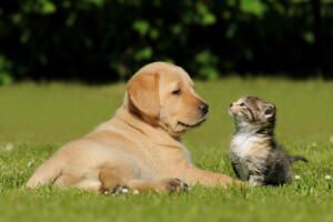 gato_y_perro.jpg