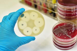 bacterias.jpg