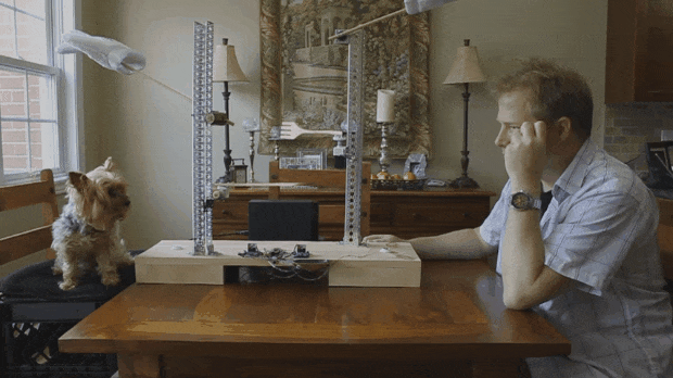 robot-acaricia-perro2.gif